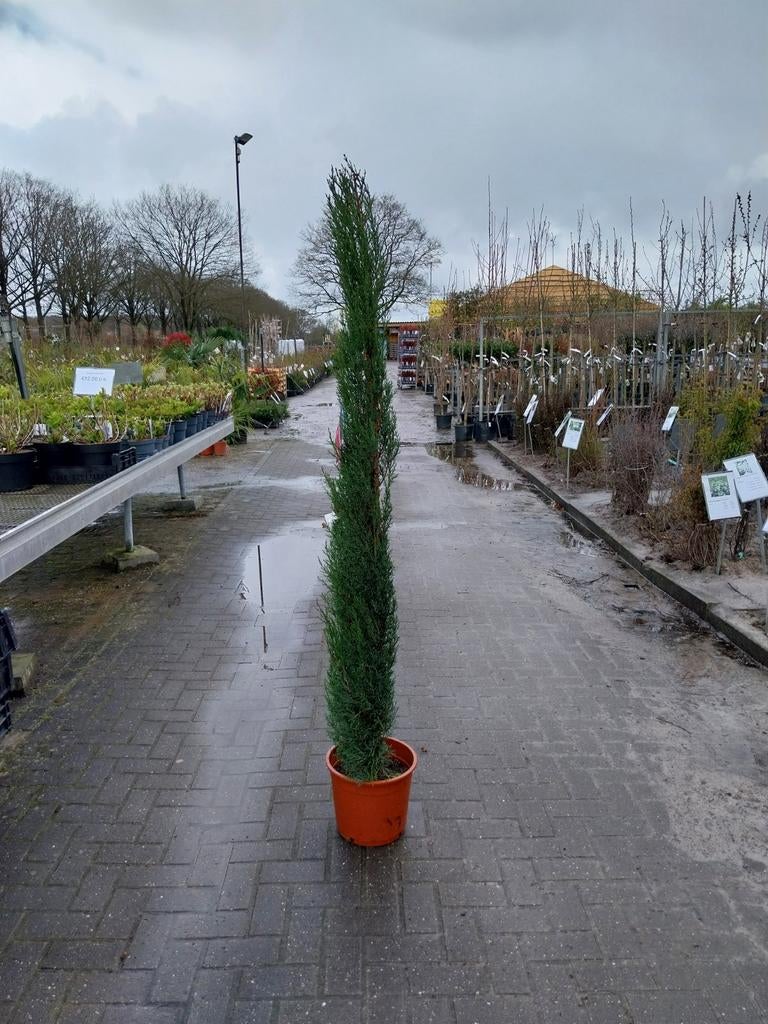 Italiaanse cypressen 175 cm hoog, Ophalen