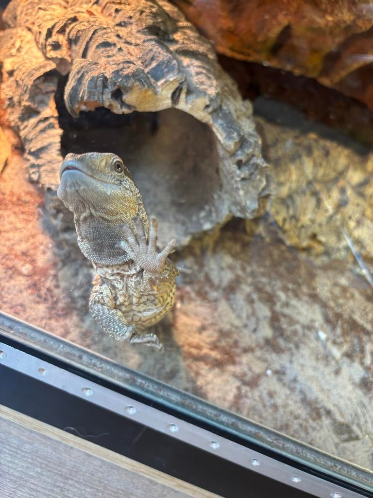 Witkeel varaan Monitor Lizard - unknown for sale from vvw