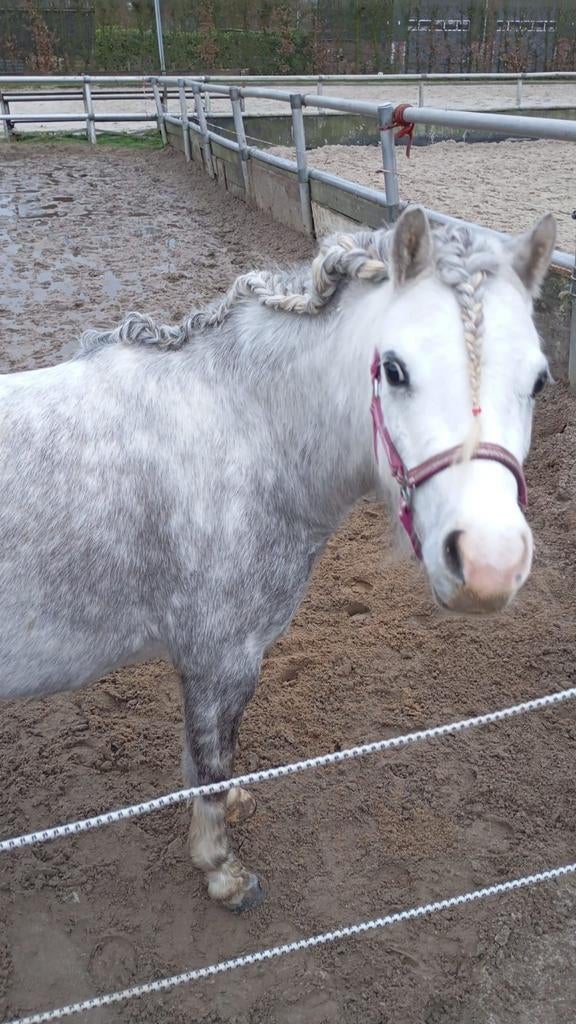 Verzorger/ster / bijrijder gezocht Harmelen, Dieren en Toebehoren, Paarden en Pony's | Overige Paardenspullen, Ophalen of Verzenden