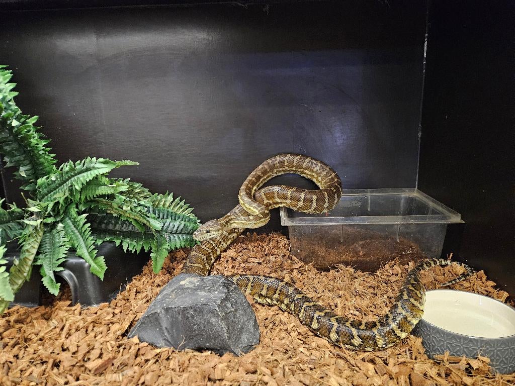 Morelia bredli Midden Australische tapijt python Green Tree Python - unknown for sale from TerShop