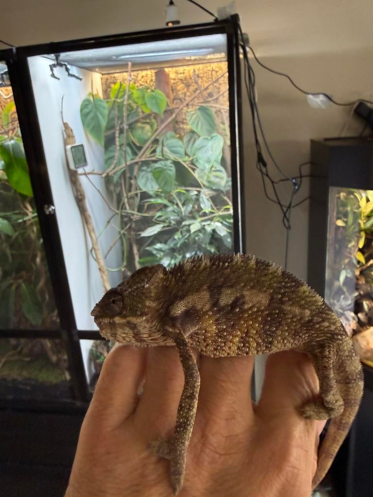 Jonge panterkameleon Chameleon - unknown for sale from Dave
