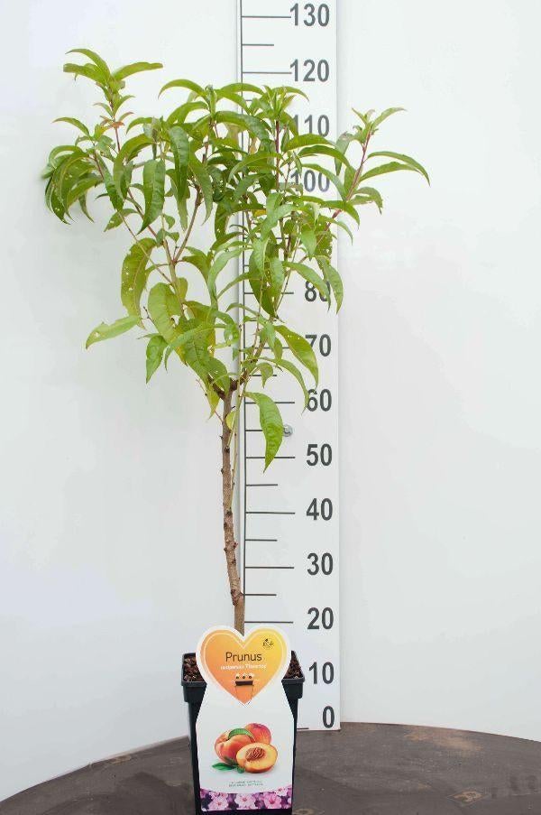 nectarine boom in pot, Tuin en Terras, Planten | Fruitbomen, Minder dan 100 cm, Lente, Overige soorten, In pot