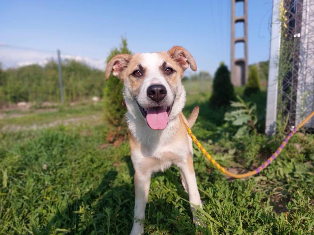 YVETTE, ZACHTAARDIG, MENSGERICHT, JONG, TEEFJE, 1 JAAR JONG, Particulier, 1 tot 2 jaar, Buitenland, Teef