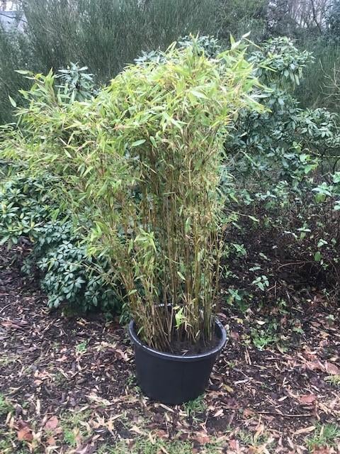 bamboe fargesia niet woekerend, Vaste plant, Bloeit niet, Halfschaduw, Ophalen