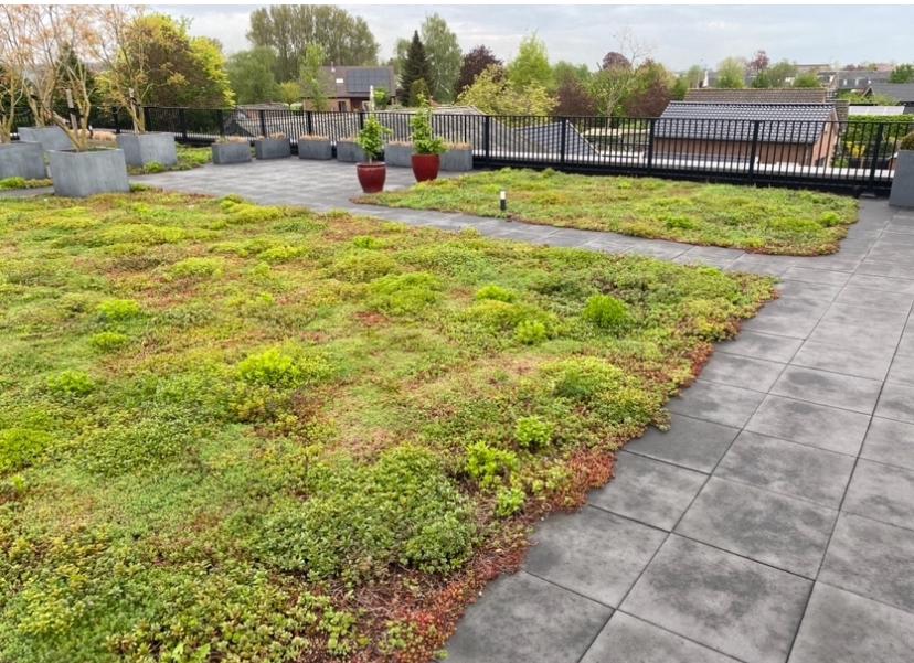 Sedum matten ,tegels er uit groen blijvend er in €20,00 pst, Ophalen of Verzenden, Overige soorten, Volle zon