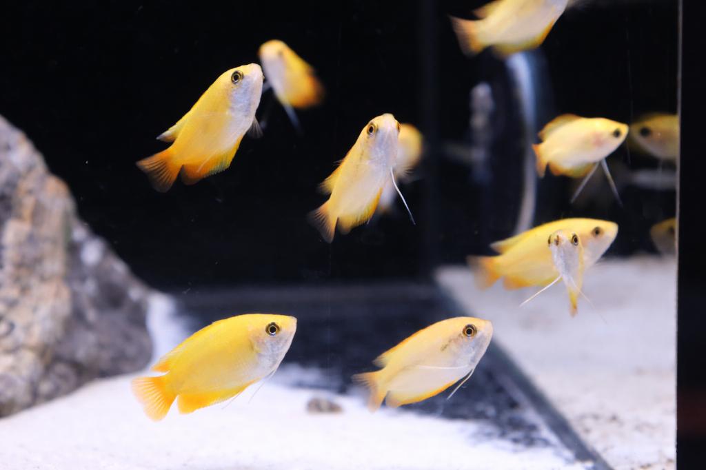 Honinggourami - Colisa chuna gold, Dieren en Toebehoren, Vissen | Aquariumvissen, Zoetwatervis, Vis