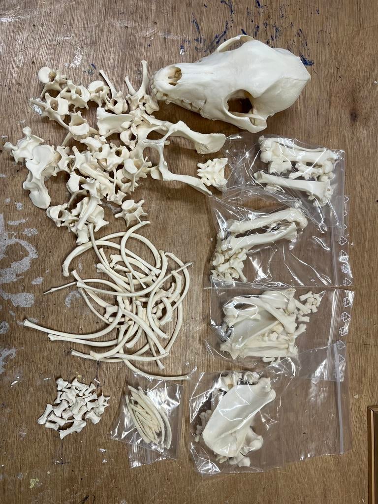 Skelet / jackrussellterriër, Ophalen of Verzenden, Nieuw, Hond of Kat, Schedel