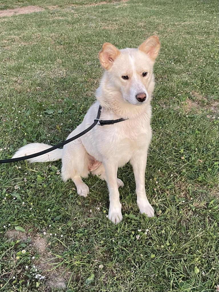 ELISE – Zachtaardig, sociaal en ongelooflijk lief, Particulier, 1 tot 2 jaar, Buitenland, Parvo