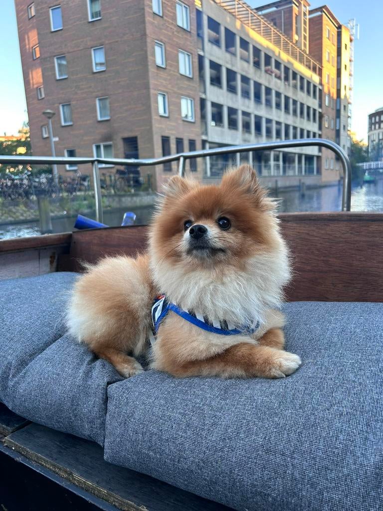 Pomeranian dekreu (niet te koop), Dieren en Toebehoren, Honden | Dekreuen, Particulier, Reu, Buitenland, Parvo