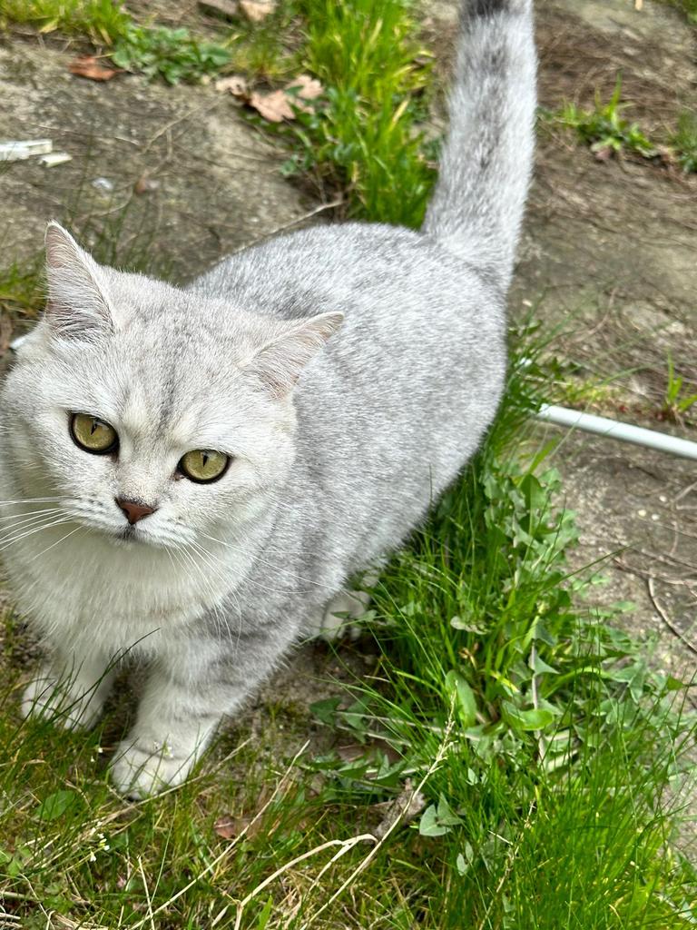 Britse korthaar poes, Poes, Ontwormd, 3 tot 5 jaar