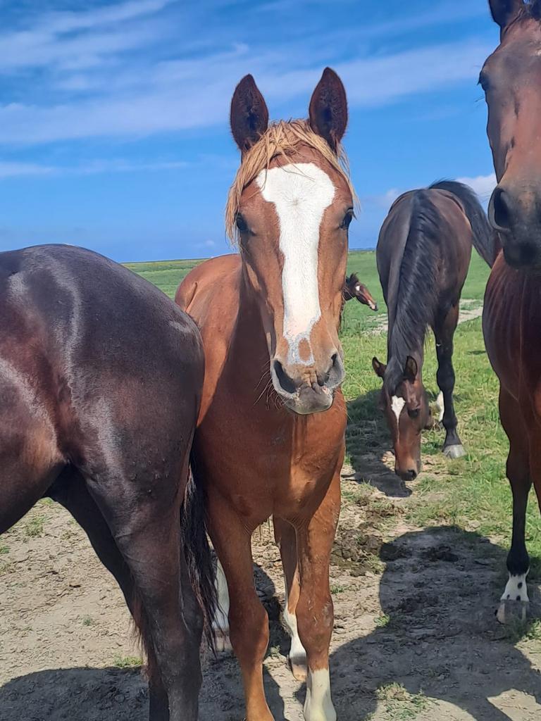 Stoere E pony hengst, E pony (1.48m - 1.57m), 0 tot 2 jaar, Hengst, Onbeleerd