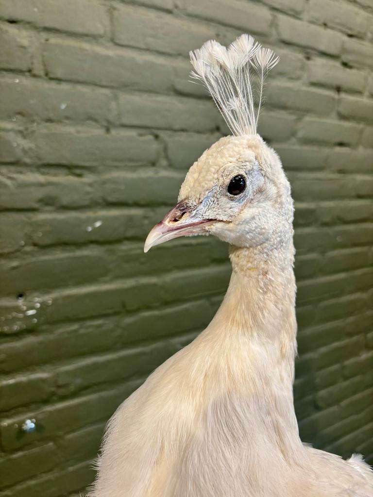 Witte pauw, Ophalen of Verzenden, Zo goed als nieuw, Vogel, Opgezet dier