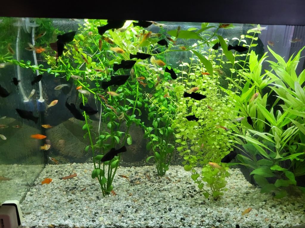 Blackmollie's eigen kweek, Dieren en Toebehoren, Vis