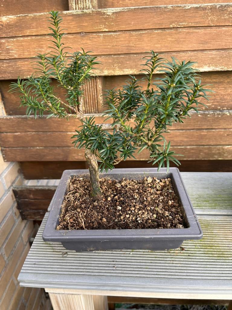 Taxus bonsai, Vaste plant, Bloeit niet, Halfschaduw, Ophalen