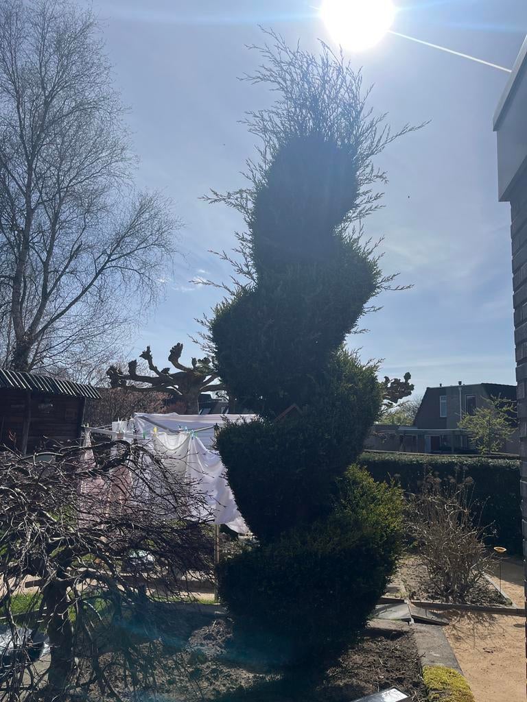 Spiraal conifeer, Tuin en Terras, Planten | Tuinplanten, Vaste plant, Overige soorten, Volle zon, Bloeit niet, Ophalen