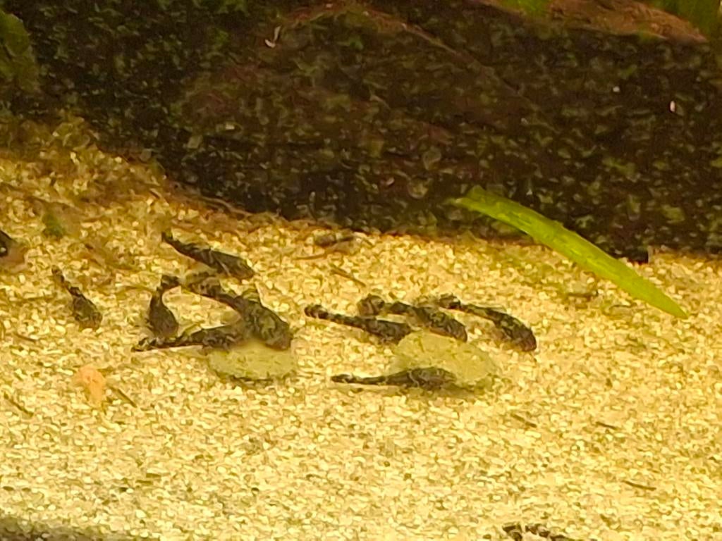 Tekoop gewone ancistrus 2 a 3 cm, Vis