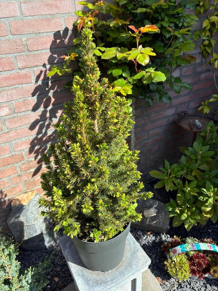 2 mooie dennen, Ophalen of Verzenden, Overige soorten, Minder dan 100 cm