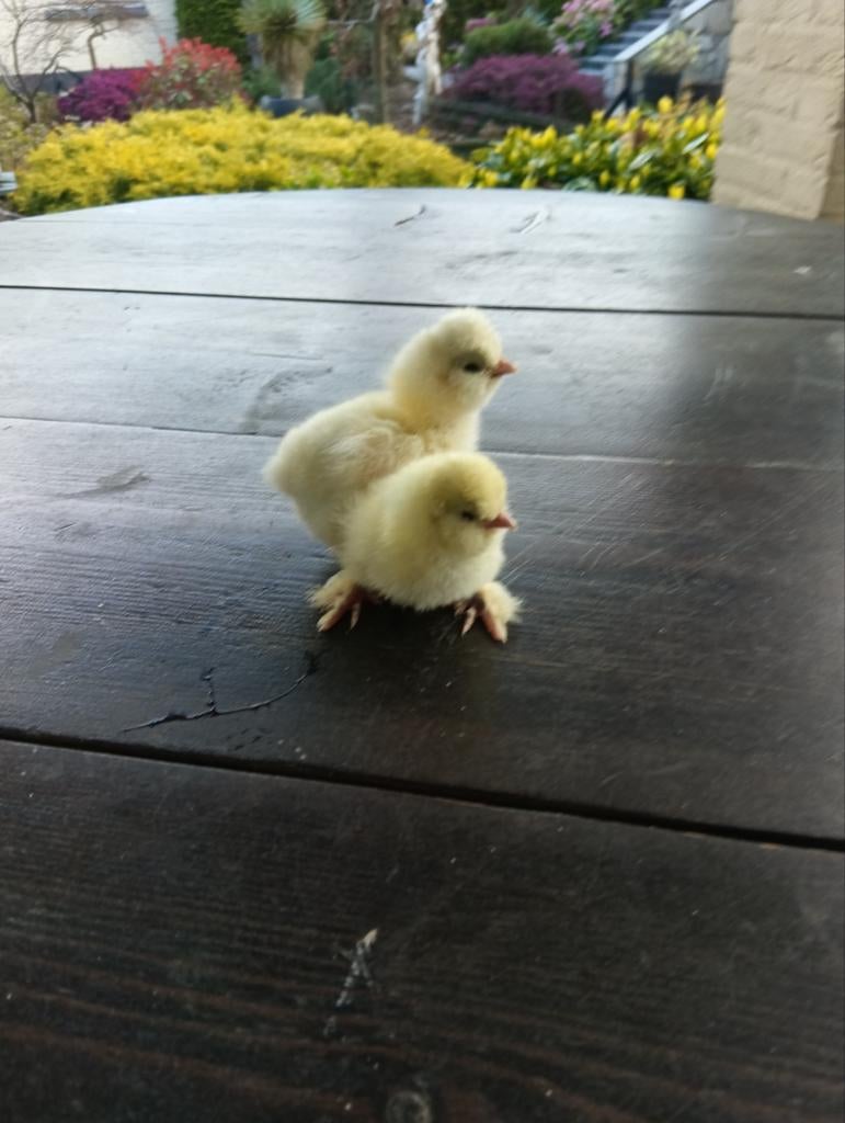 USA  zijdehoender kuikens, Dieren en Toebehoren, Meerdere dieren, Kip