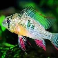 mikrogeophagus altispinosus €12,50, ., Overige typen, Nieuw, Ophalen of Verzenden