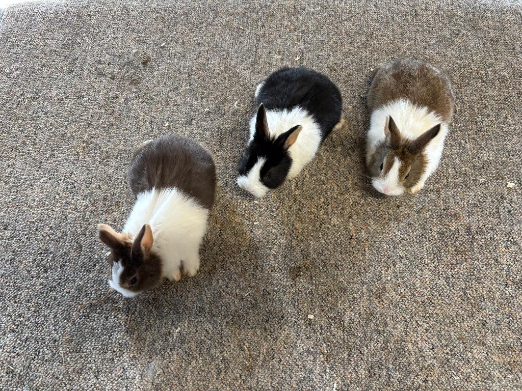 Jonge Hollander konijntjes voedsters en rammen div. kleuren., Vrouwelijk, Klein, 0 tot 2 jaar