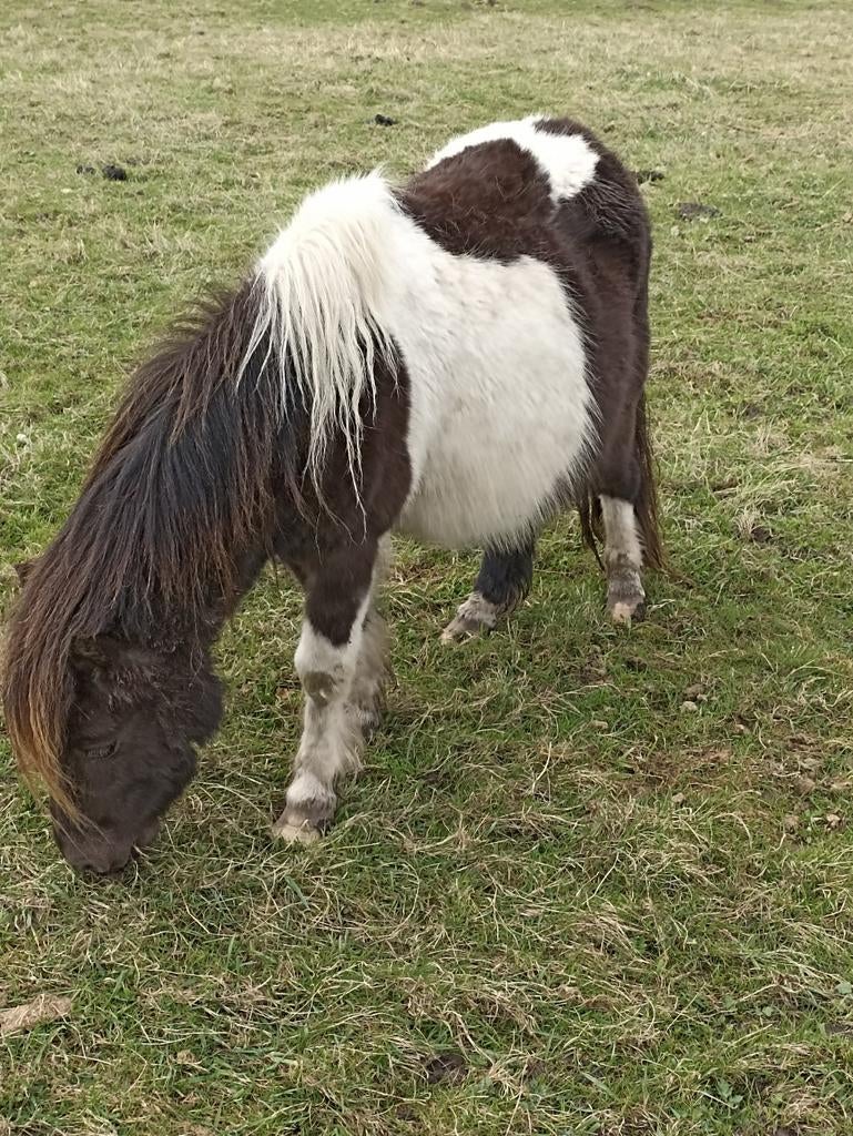 prachtige, zwartbonte shetland merries. NSPS stamboek., Dieren en Toebehoren, Merrie, Met stamboom, A pony (tot 1.17m), 7 tot 10 jaar