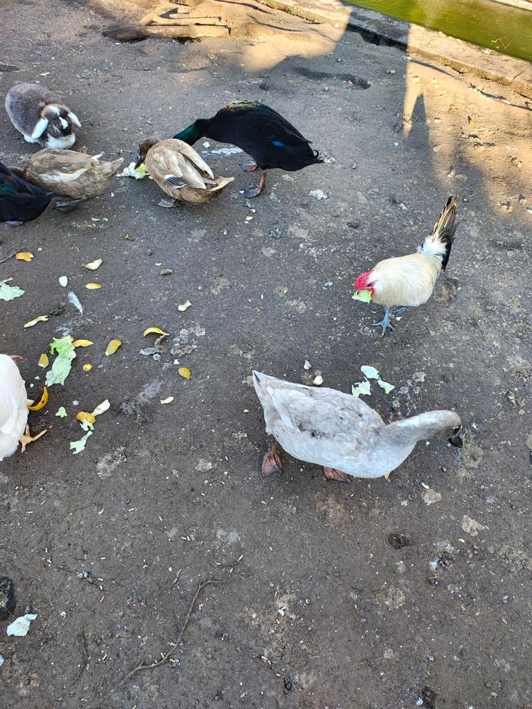 Gratis af te halen, Dieren en Toebehoren, Pluimvee, Mannelijk, Kip