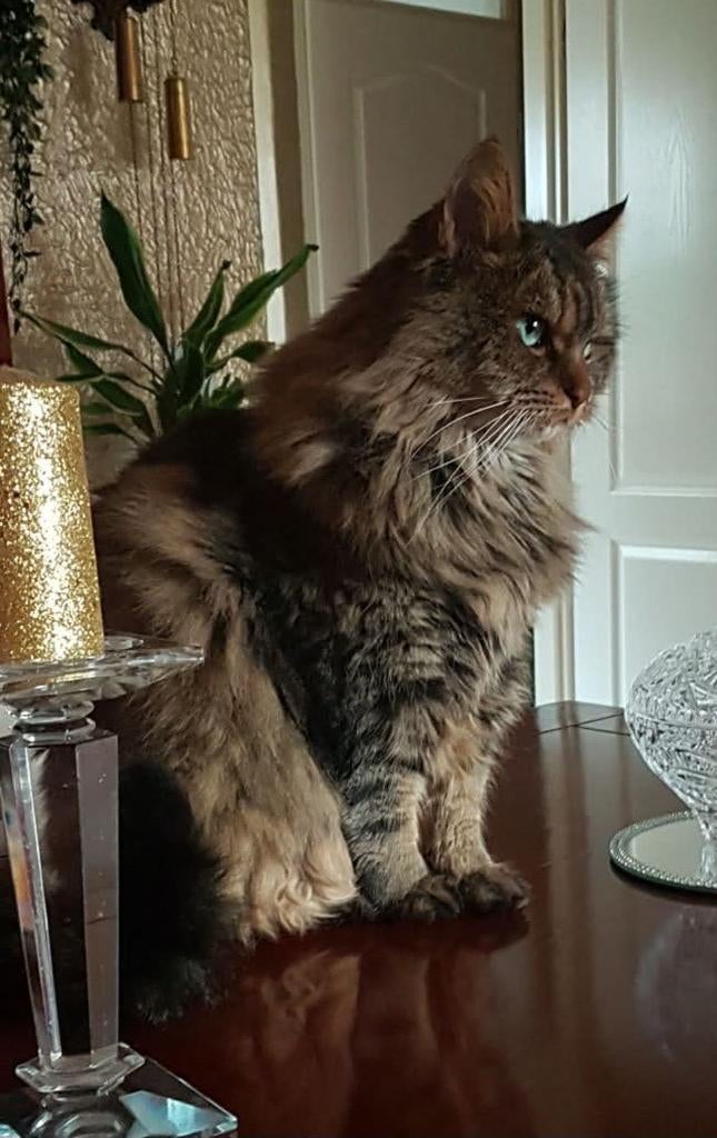 Vermiste X-Boskat Smokey,, Oosterpoort