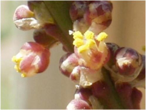 Caudex Calibanus hookeri Noord Centraal Mexico. Potmaat 23cm, Overige soorten, Ophalen of Verzenden, In pot, Minder dan 100 cm