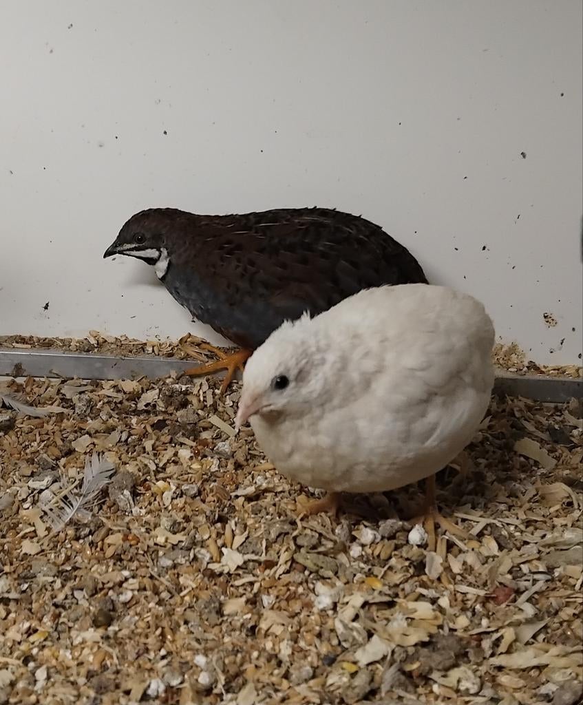 Chinese dwergkwartels 4 koppels, Meerdere dieren, Overige soorten