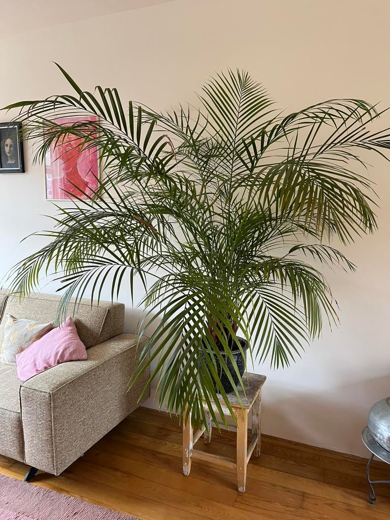 Prachtige Goudpalm, Groene kamerplant, Ophalen of Verzenden, Halfschaduw, 150 tot 200 cm