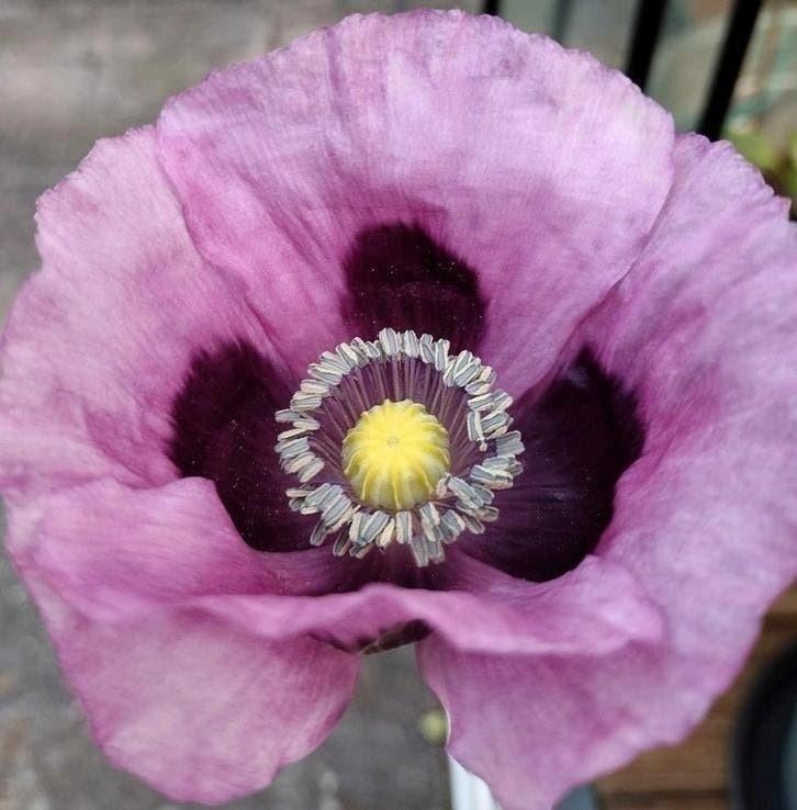 Zaden Papaver setigerum Psilo Dendro Cyprus lila roze, Verzenden, Voorjaar, Volle zon, Zaad