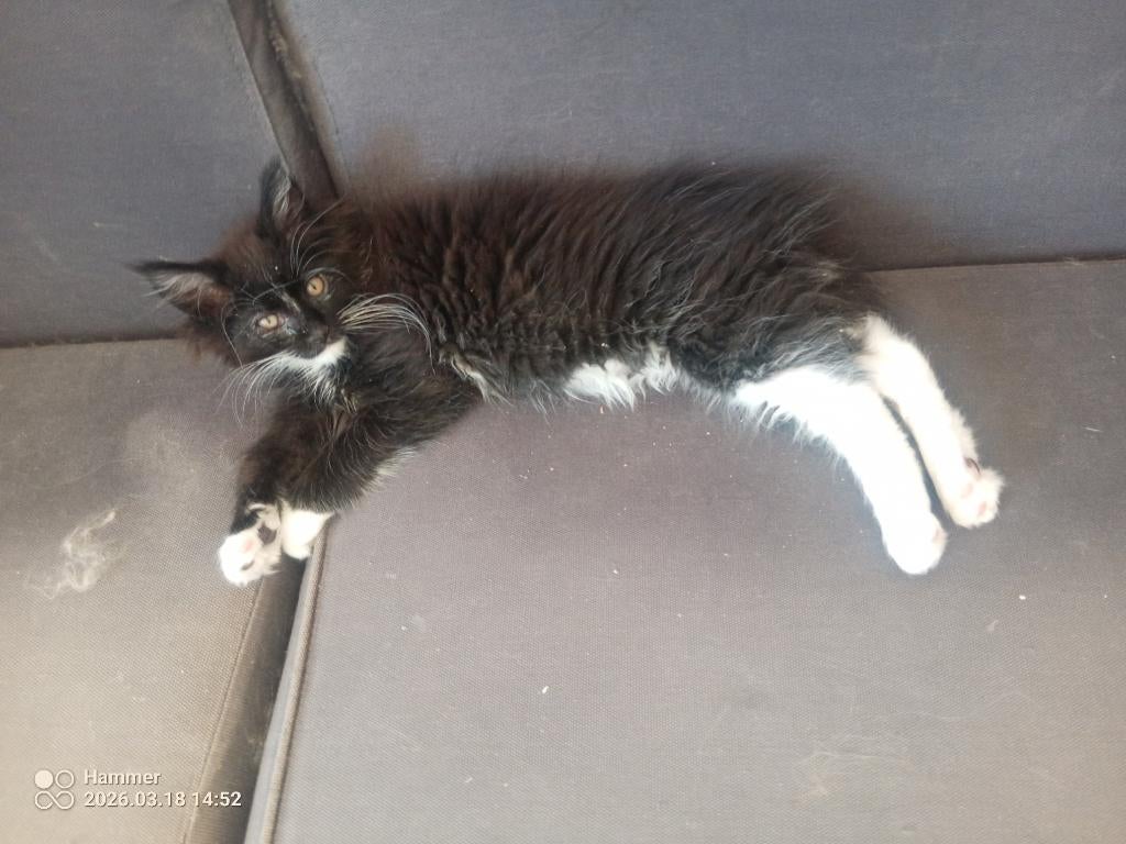 Russische Maine Coon kittens met stamboom, Meerdere dieren, Met stamboom, 0 tot 2 jaar