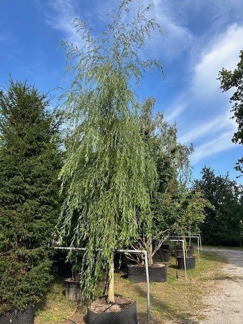 BOOM Salix sepulcralis Chrysocoma Gele treurwilg grote boom, Overige soorten, Volle zon, Vaste plant, Ophalen of Verzenden