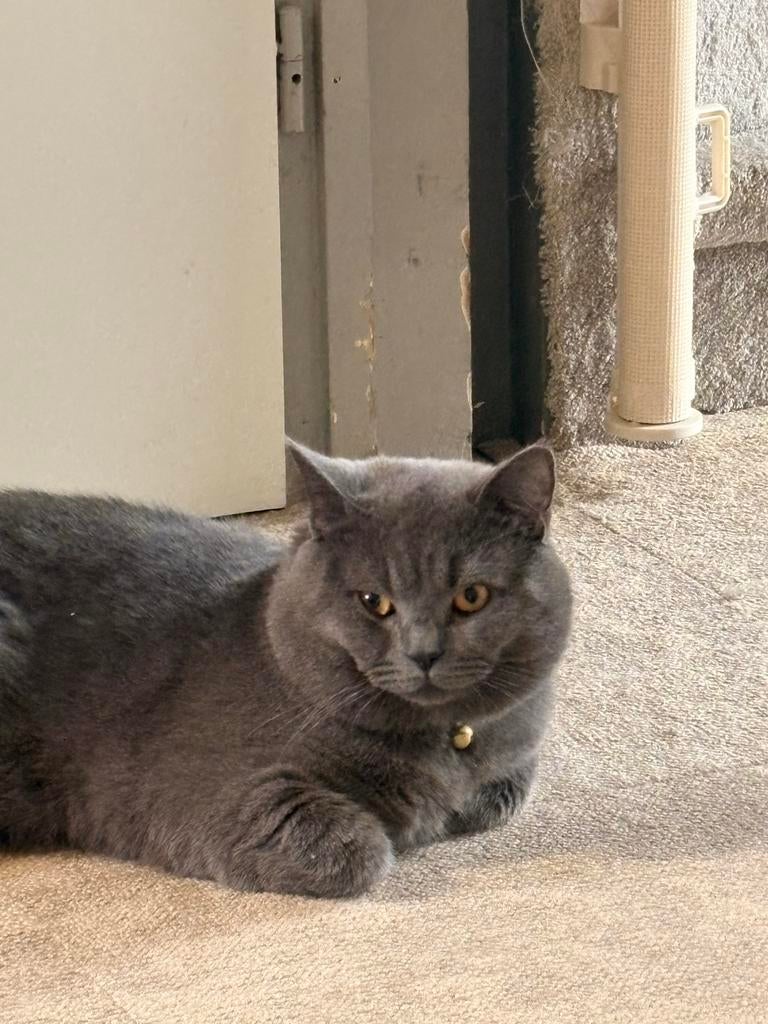 Britse Korthaar (British Shorthair) kat te koop, Dieren en Toebehoren, Katten en Kittens | Overige Katten, Kater
