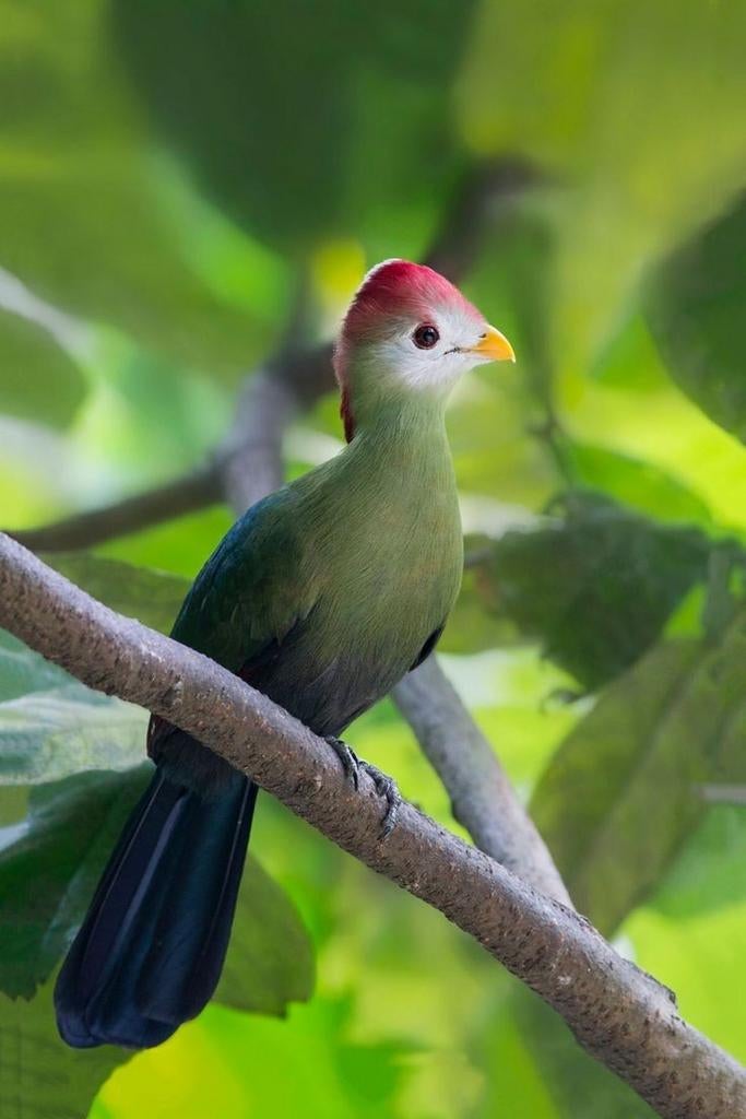 Gezocht: 0-1 Roodkuif toerako, Vrouwelijk, Tropenvogel, Geringd