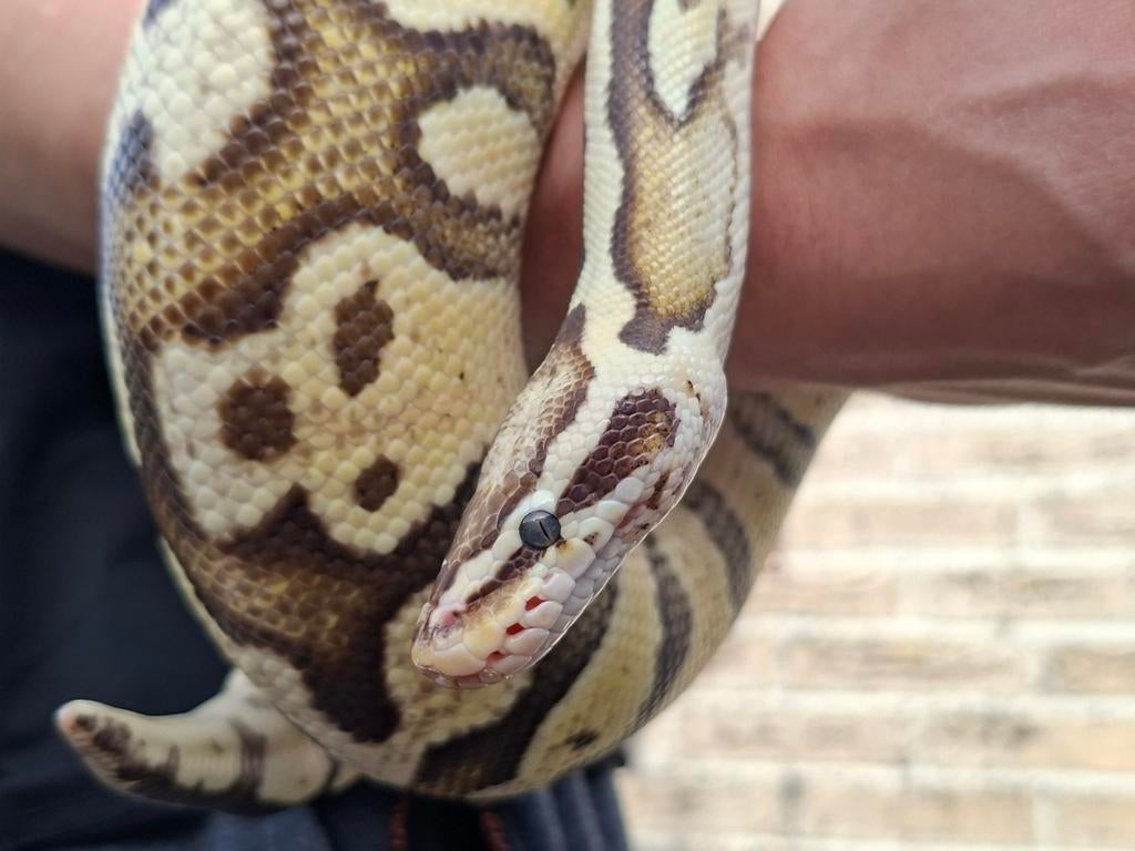 1-0 Super Fly HET Clown ball python Ball Python - unknown for sale from Jeanet