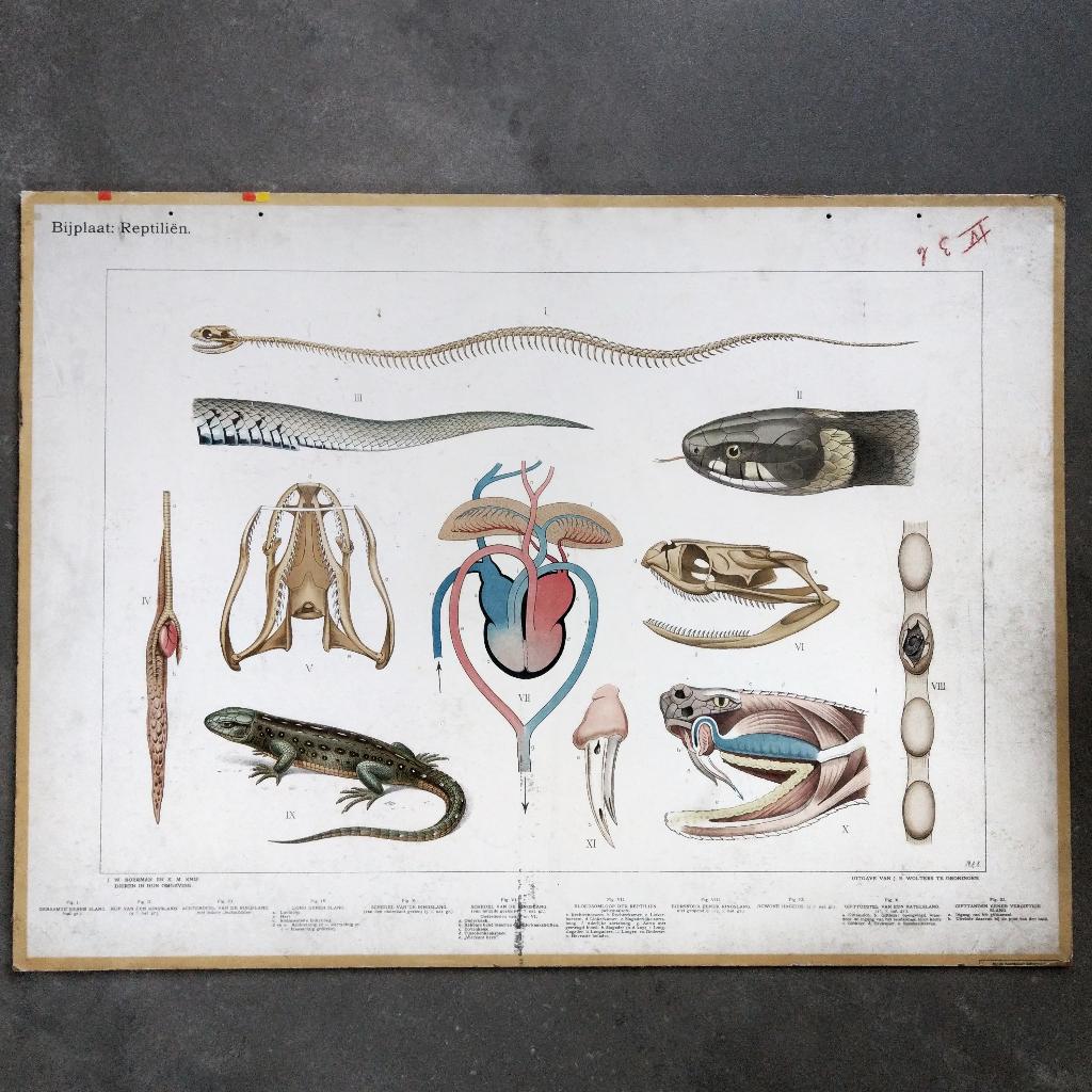 Bijplaat Reptiliën – Koekkoek – 1915, Ophalen of Verzenden, Natuur en Biologie