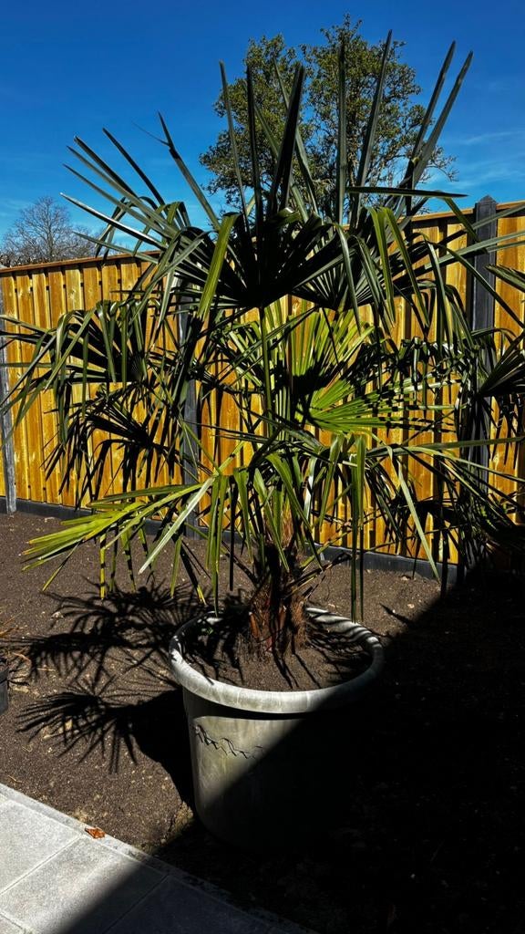 Mooie palmboom, Ophalen, Palmboom