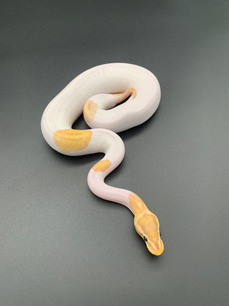 1.0 banana piebald python regius Ball Python - male for sale from DemonSnakes
