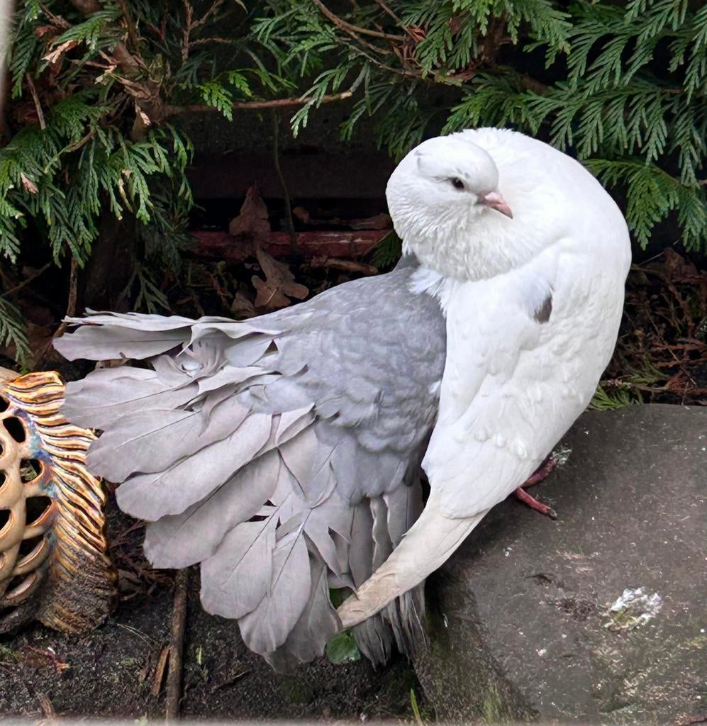 Pauwstaar doffer, Mannelijk