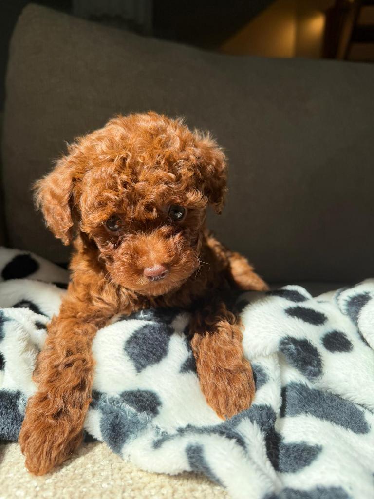 Toy poedel / Toy poodle, Dieren en Toebehoren, Poedel, Particulier, 15 weken tot 1 jaar, Buitenland