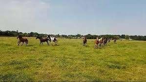 Gezocht: stalling voor 4 D/E pony's regio Hengelo/Eschede, Weidegang, 4 paarden of pony's of meer