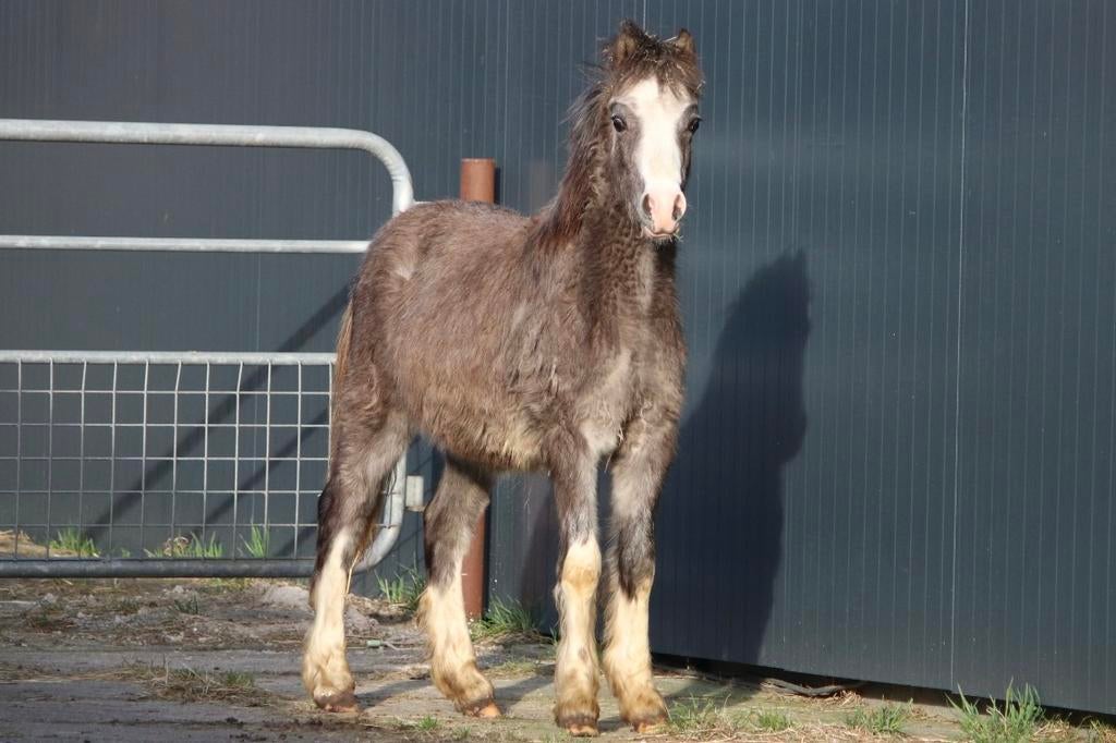 Meerdere welsh A hengstveulens, Dieren en Toebehoren, Pony's, Meerdere dieren, A pony (tot 1.17m), 0 tot 2 jaar