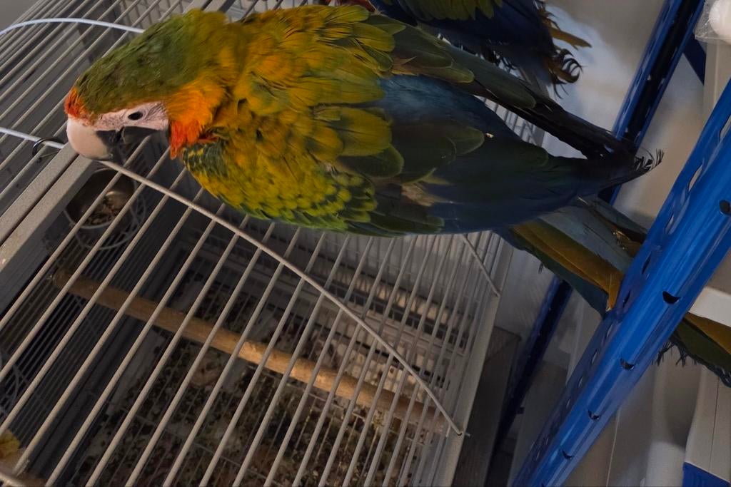 Camelot ara papegaai, Dieren en Toebehoren, Vogels | Parkieten en Papegaaien, Vrouwelijk, Papegaai