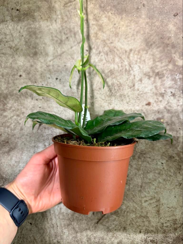 Hoya Villosa p12, Huis en Inrichting, Kamerplanten, Ophalen of Verzenden