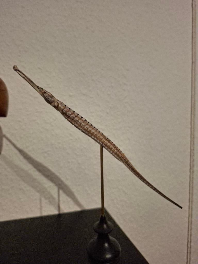 Opgezette grote zeenaald taxidermie vis maritiem, Ophalen of Verzenden, Gebruikt, Overige soorten, Opgezet dier