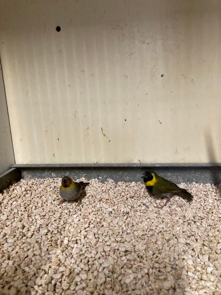 Koppel cubavinken, Meerdere dieren