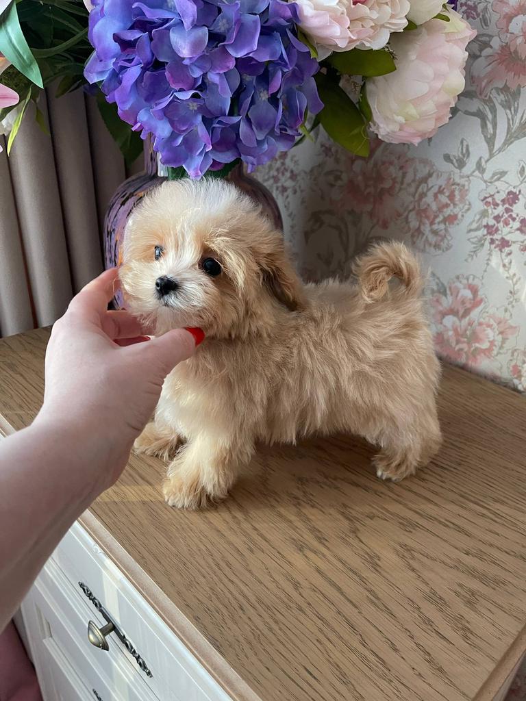 Exclusieve Maltipoo F1 pups ( Maltezer / Asian Toy Poedel), Overige rassen, 8 tot 15 weken, Parvo, Meerdere dieren