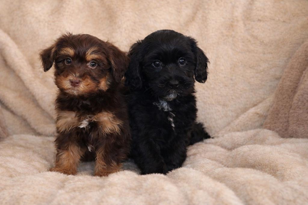 Prachtige havapoo pups havanezer x toy poedel, Dieren en Toebehoren, Parvo, Nederland, Overige rassen, 8 tot 15 weken