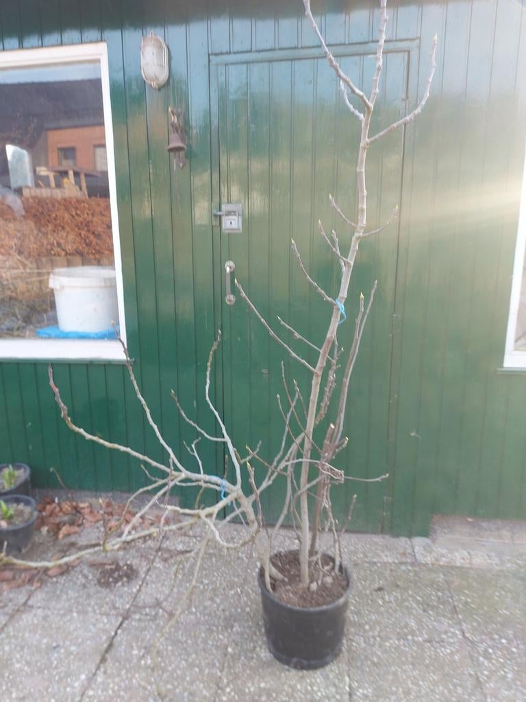 Vijgenstruik, Ophalen